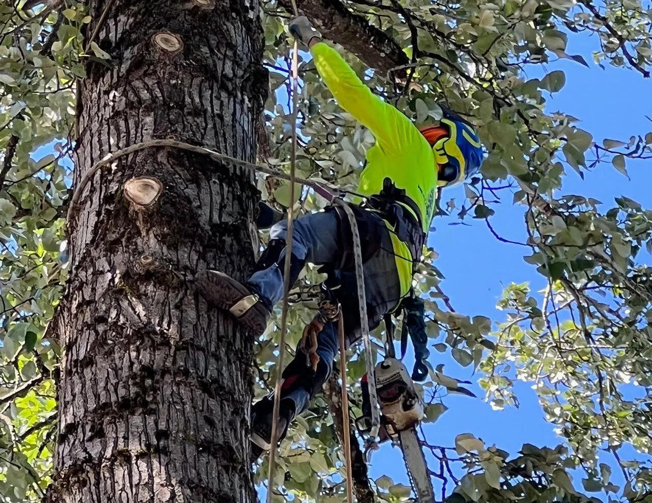 tree removal service tree removal service